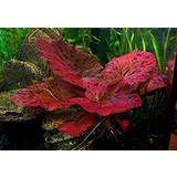 Moerings Nymphaea Zenkeri (tijgerlotus Rood) Moerings Nymphaea Zenkeri (tijgerlotus Rood)