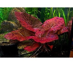 Moerings Nymphaea Zenkeri (tijgerlotus Rood)