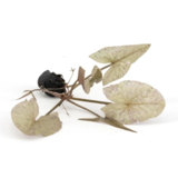 Moerings Nymphaea Zenkeri (tijgerlotus Groen)