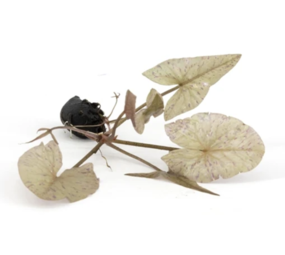 Moerings Nymphaea Zenkeri (tijgerlotus Groen) Moerings Nymphaea Zenkeri (tijgerlotus Groen)