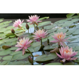 Moerings NYMPHAEA 'M'D WILFRON GONNERE' 3L.