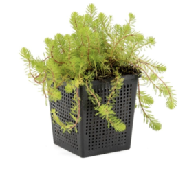 Moerings Myriophyllum Red Stem 11x11 Moerings Myriophyllum Red Stem 11x11