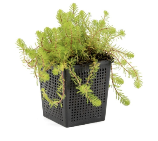 Moerings Myriophyllum Red Stem 11x11 Moerings Myriophyllum Red Stem 11x11