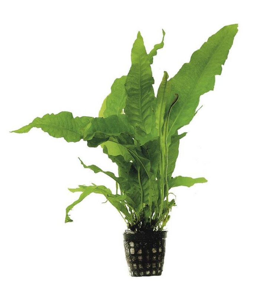 Moerings Microsorum Pteropus Pot Moerings Microsorum Pteropus Pot