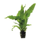 Moerings Microsorum Pteropus Pot