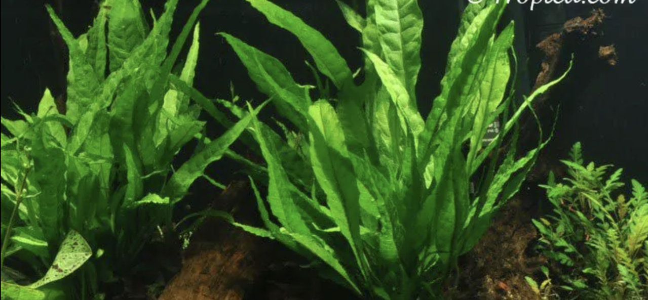 Moerings Microsorum Pteropus Pot Moerings Microsorum Pteropus Pot