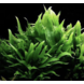 Moerings Moerings Microsorum Pteropus XL Moerings Moerings Microsorum Pteropus XL