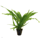 Moerings Microsorum Pteropus XL Moerings Microsorum Pteropus XL