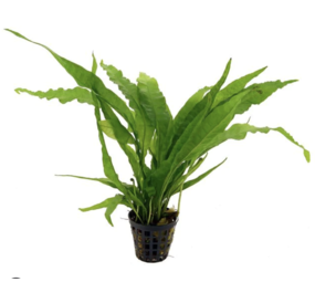 Moerings Microsorum Pteropus XL Moerings Microsorum Pteropus XL