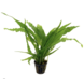 Moerings Moerings Microsorum Pteropus XL Moerings Moerings Microsorum Pteropus XL