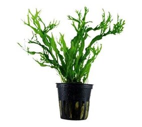 Tropica Microsorum Pteropus Windeløv Tropica Microsorum Pteropus Windeløv