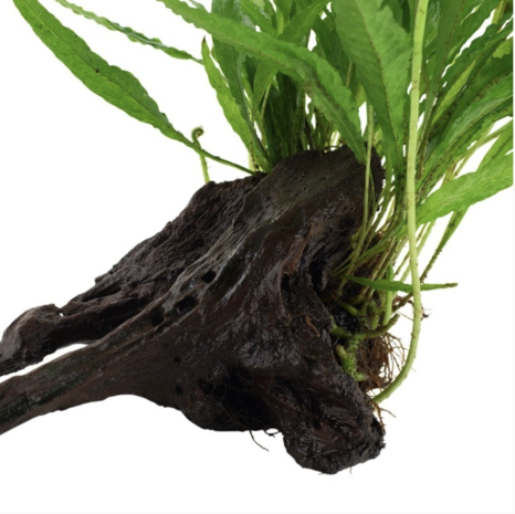 Moerings Microsorum Pteropus Op Hout Moerings Microsorum Pteropus Op Hout