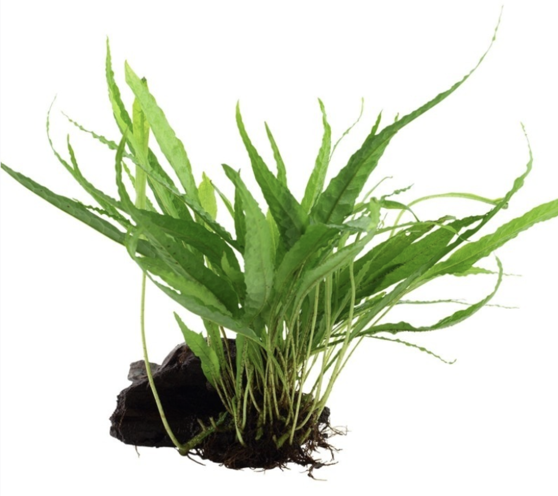 Moerings Microsorum Pteropus Op Hout Moerings Microsorum Pteropus Op Hout