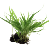 Moerings Microsorum Pteropus Op Hout