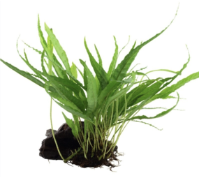 Moerings Microsorum Pteropus Op Hout Moerings Microsorum Pteropus Op Hout