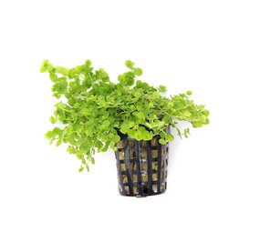 Moerings Micranthemum Umbrosum Pot Moerings Micranthemum Umbrosum Pot