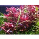Moerings Moerings Alternanthera Sessilis Pot Moerings Moerings Alternanthera Sessilis Pot