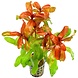 Moerings Moerings Ammannia Gracilis pot Moerings Moerings Ammannia Gracilis pot
