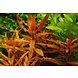 Moerings Moerings Ammannia Gracilis pot Moerings Moerings Ammannia Gracilis pot