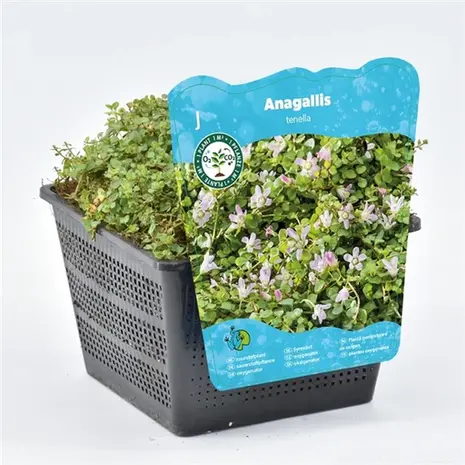 Moerings Anagallis Tenella 11x11