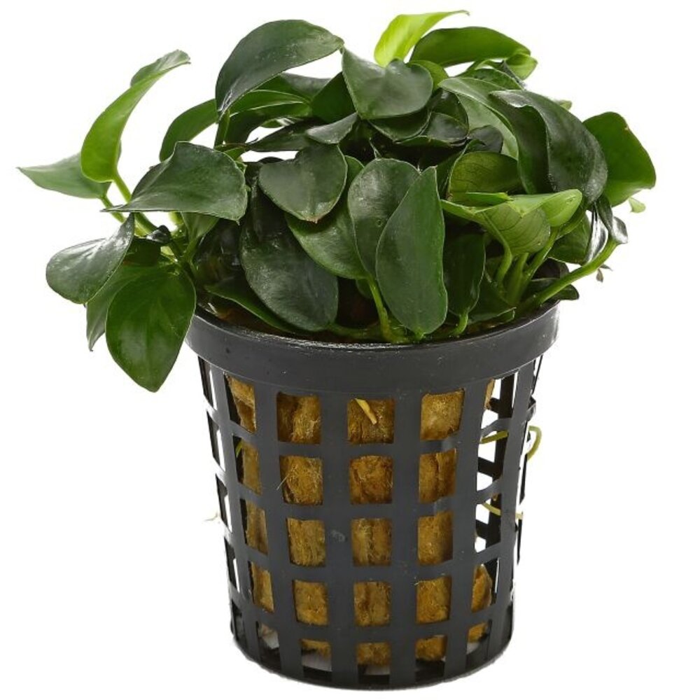 Moerings Moerings Anubias Barteri pot Moerings Moerings Anubias Barteri pot