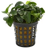 Moerings Moerings Anubias Barteri pot
