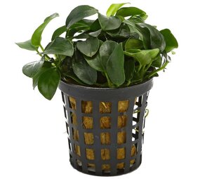 Moerings Moerings Anubias Barteri pot Moerings Moerings Anubias Barteri pot