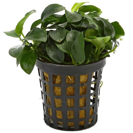 Moerings Moerings Anubias Barteri pot Moerings Moerings Anubias Barteri pot