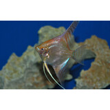 Pterophyllum Scalare Goud Marmer