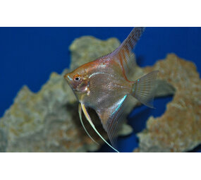 Pterophyllum Scalare Goud Marmer