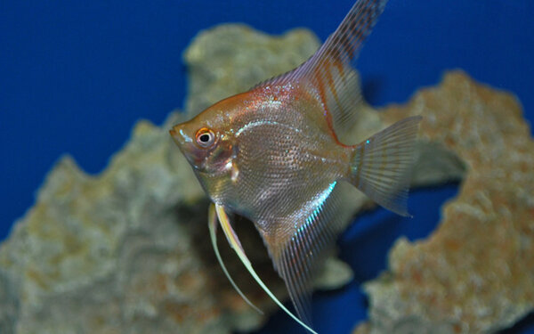 Pterophyllum Scalare Goud Marmer Pterophyllum Scalare Goud Marmer