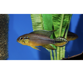 Apistogramma Agassizi Alenquer