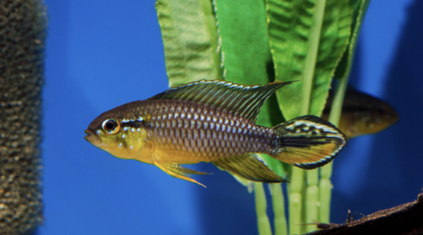 Apistogramma Agassizi Alenquer