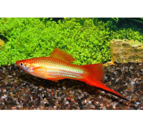 Xiphophorus Helleri Rood-wit Xiphophorus Helleri Rood-wit