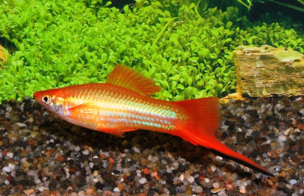 Xiphophorus Helleri Rood-wit Xiphophorus Helleri Rood-wit