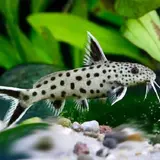 Synodontis Petricola Dwerg