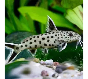 Synodontis Petricola Dwerg Synodontis Petricola Dwerg
