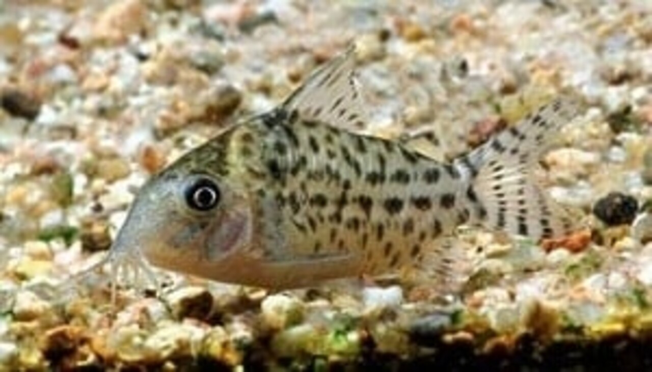 Corydoras Agesizzii Corydoras Agesizzii
