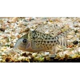 Corydoras Agesizzii Corydoras Agesizzii