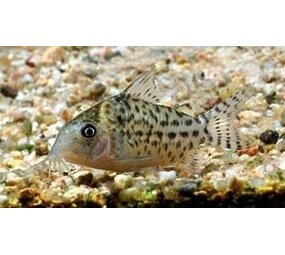 Corydoras Agesizzii Corydoras Agesizzii