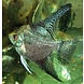 Pterophyllum Scalare Leopard Pterophyllum Scalare Leopard