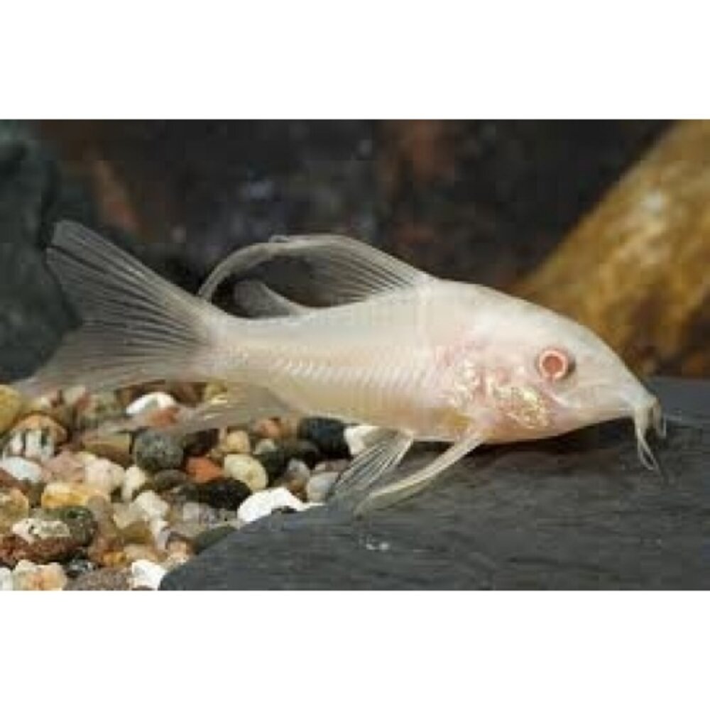 Corydoras Paleatus Albino