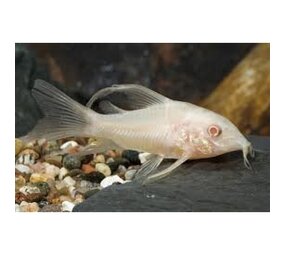Corydoras Paleatus Albino