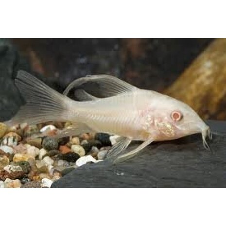 Corydoras Paleatus Albino