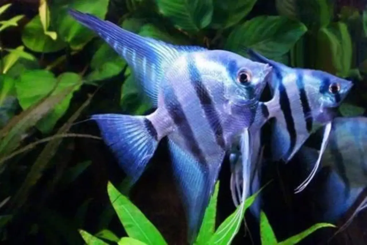 Pterophyllum Scalare Blue Pterophyllum Scalare Blue