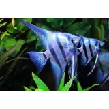 Pterophyllum Scalare Blue