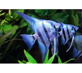 Pterophyllum Scalare Blue