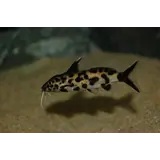 Synodontis Polly White Synodontis Polly White