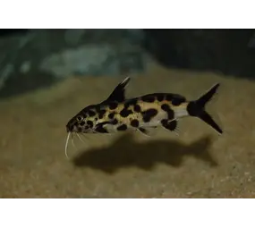 Synodontis Polly White