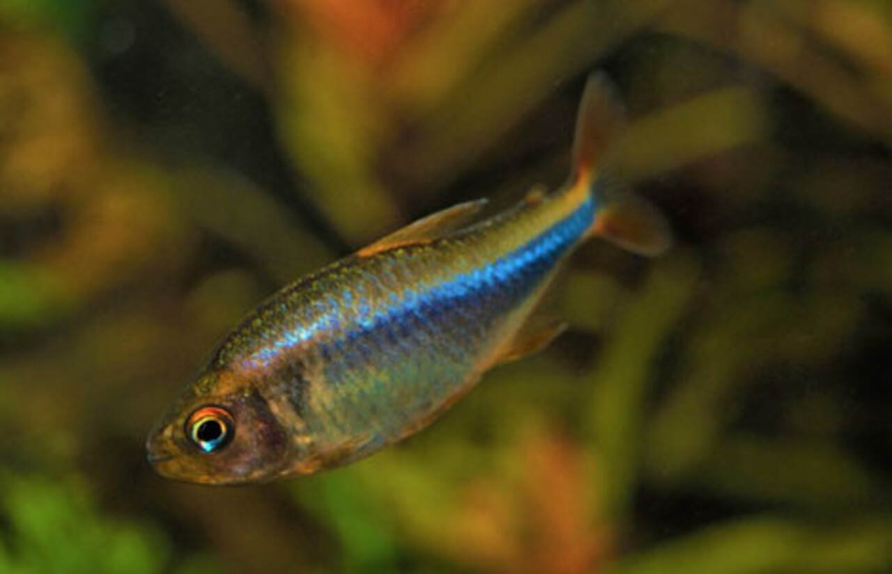 Hyphessobrycon Wadai Hyphessobrycon Wadai